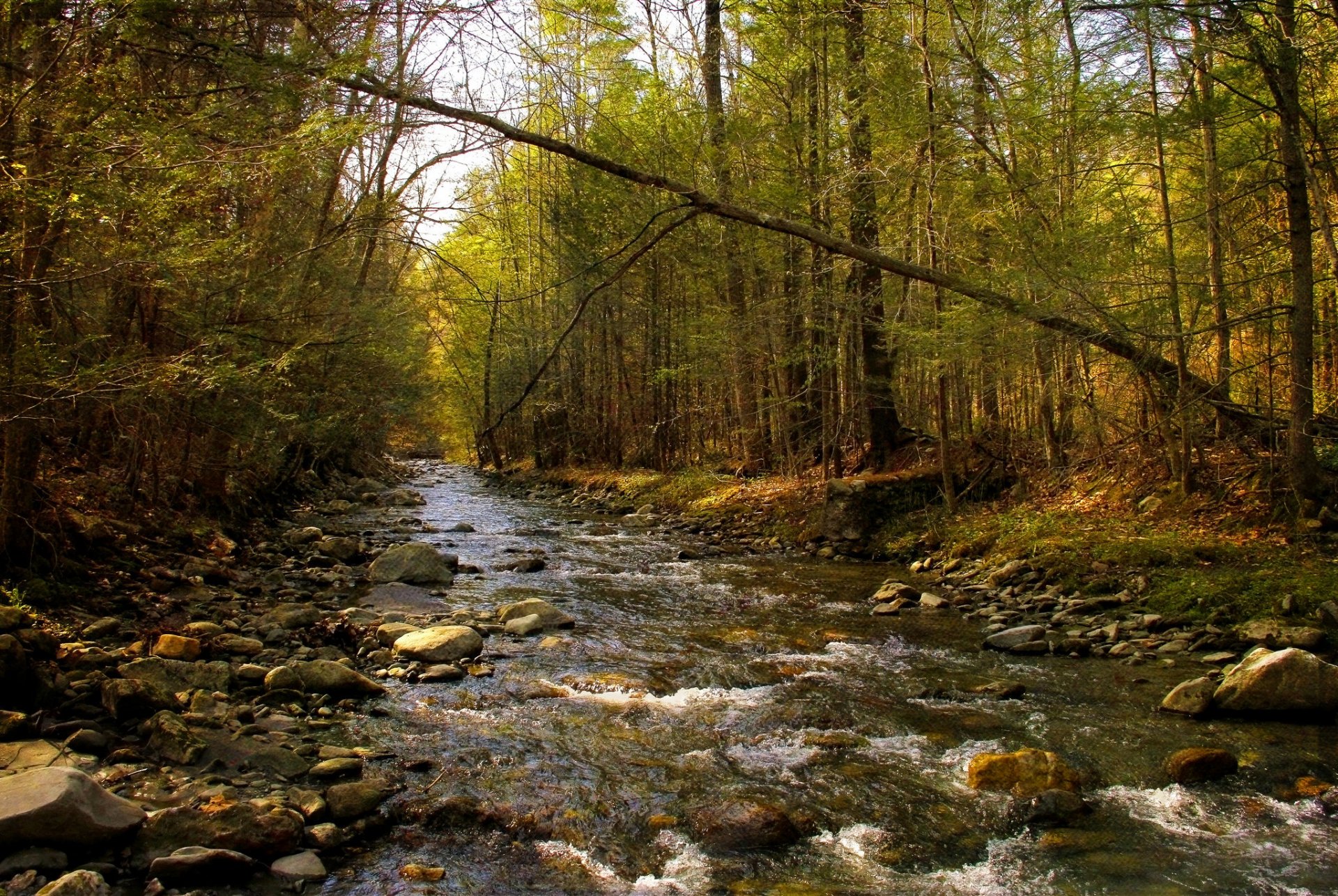 primavera foresta fiume struttura