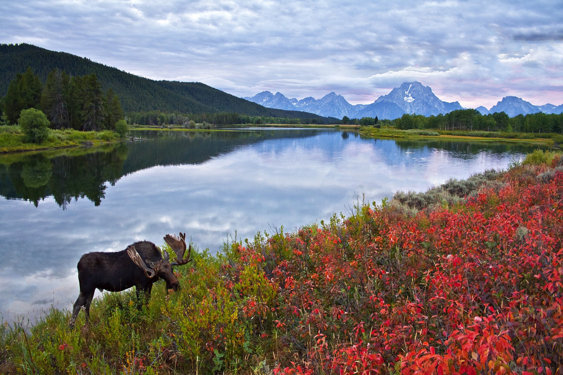 ciel montagnes lac fleurs elk