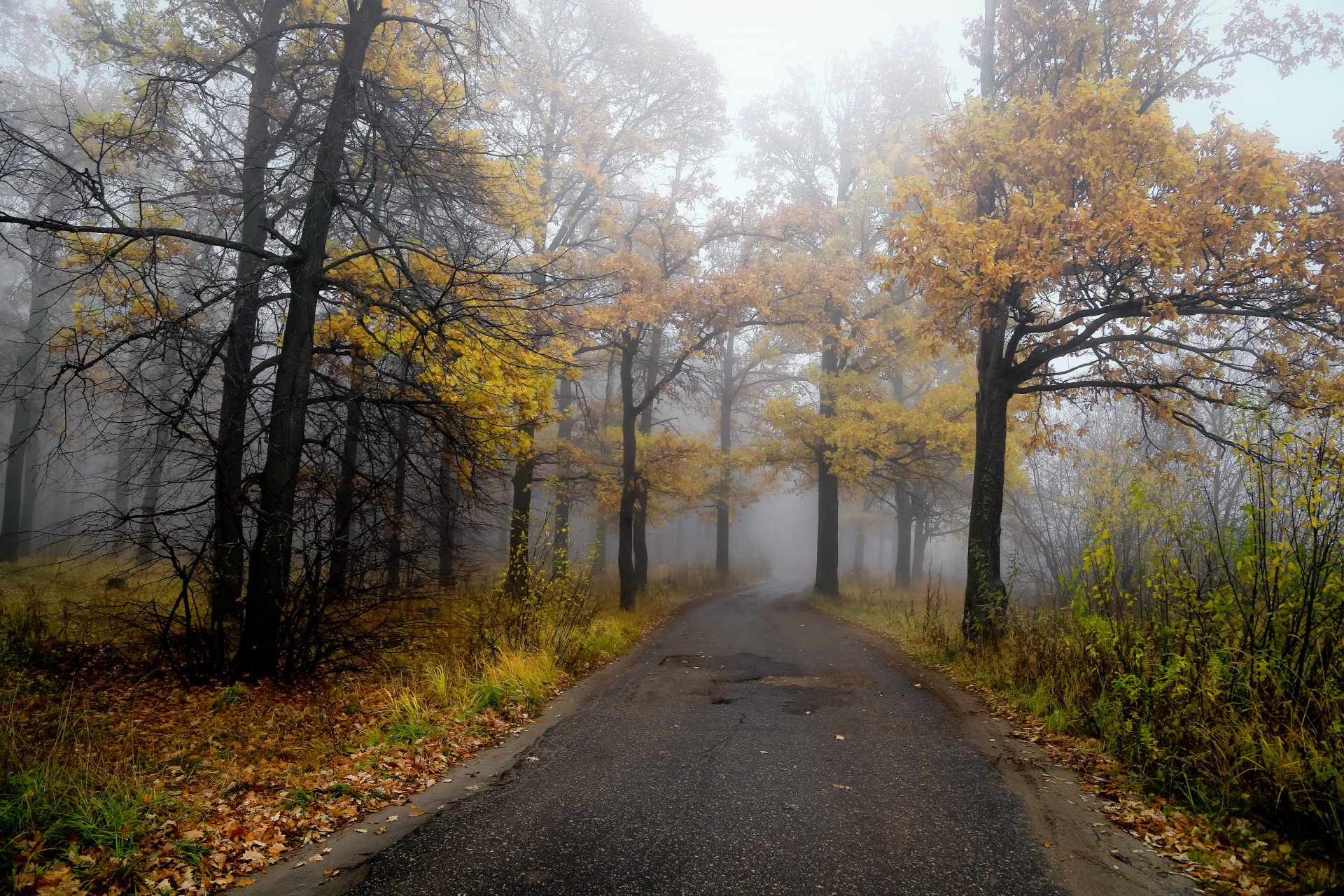 road forest autumn nature landscape