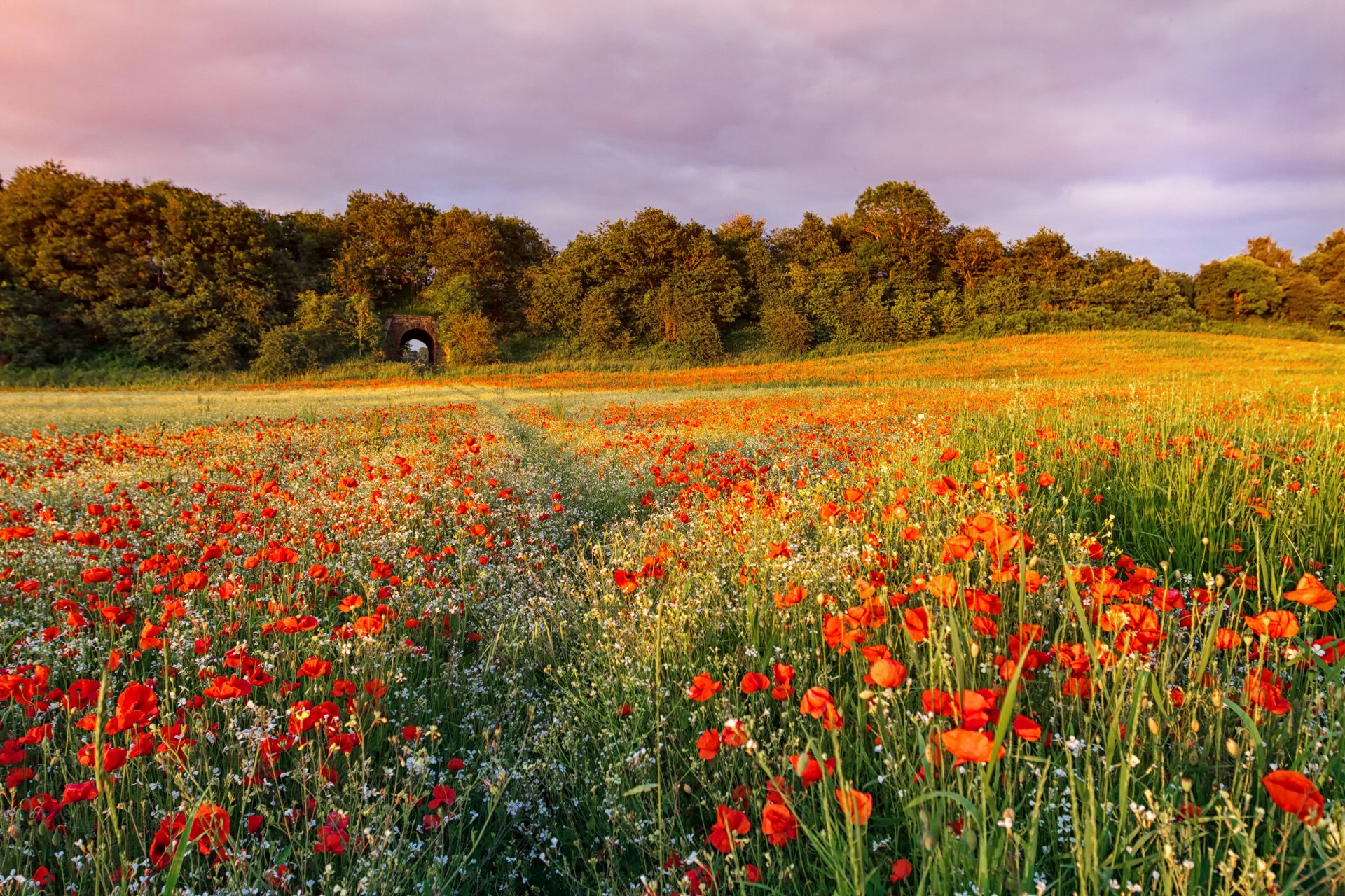 campo flores campo amapolas rojo hierba camino árboles tarde puesta de sol verano naturaleza