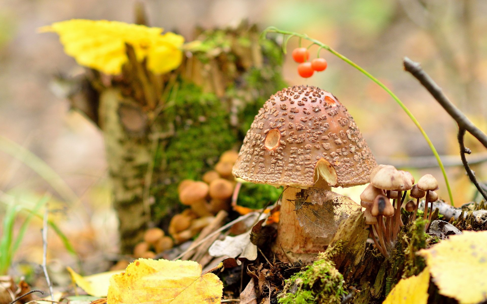 amanita de pantera hongo naturaleza