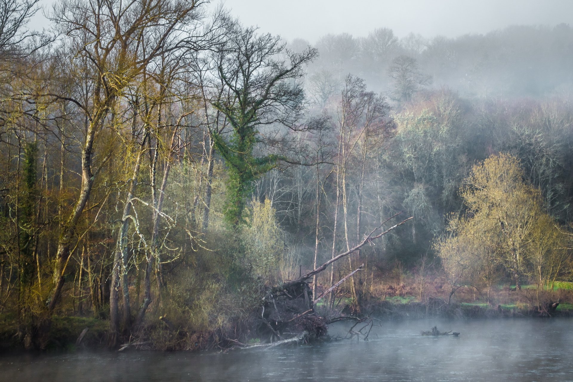 foresta fiume nebbia