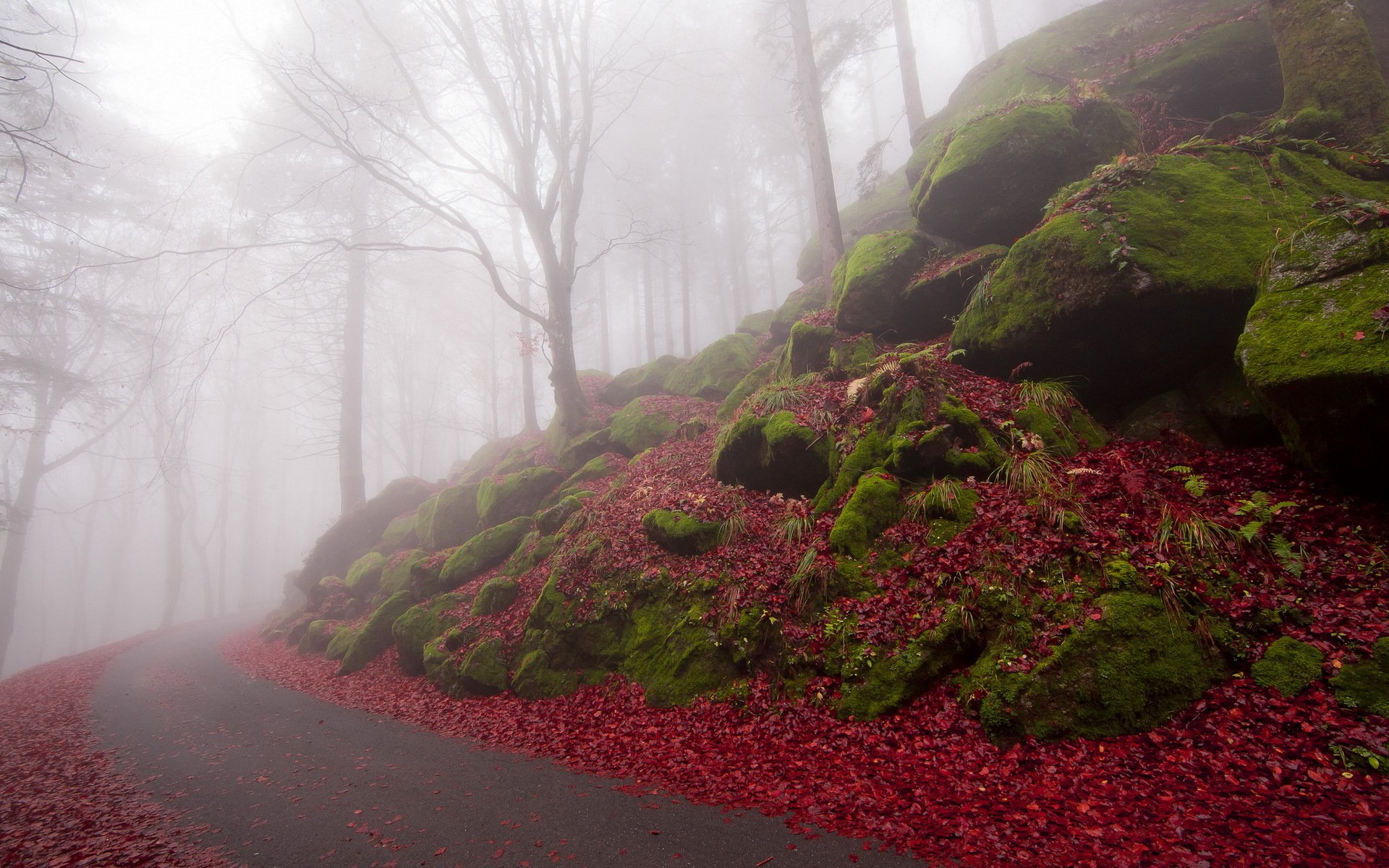 automne route brouillard paysage