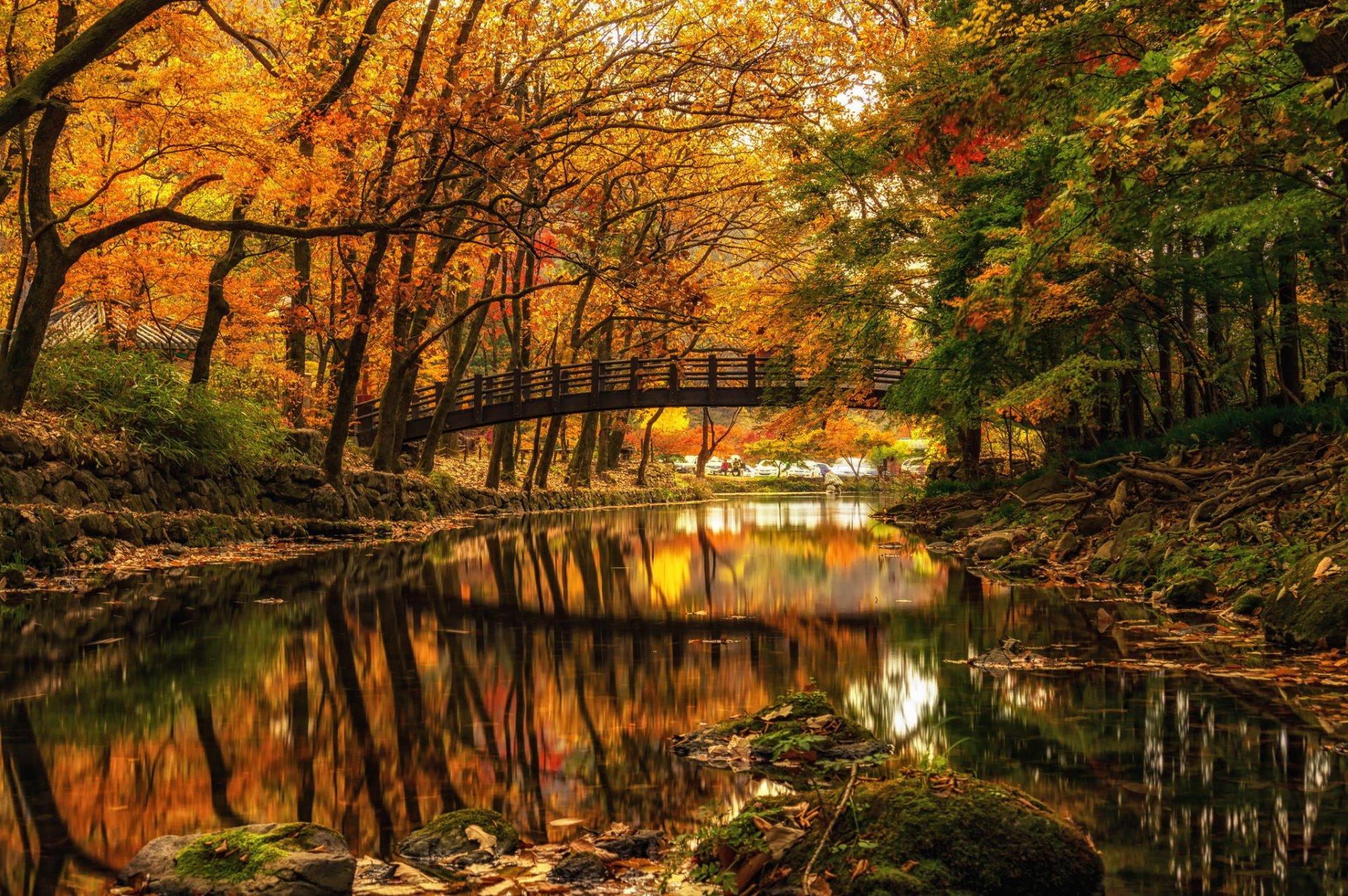 autumn river bridge park tree