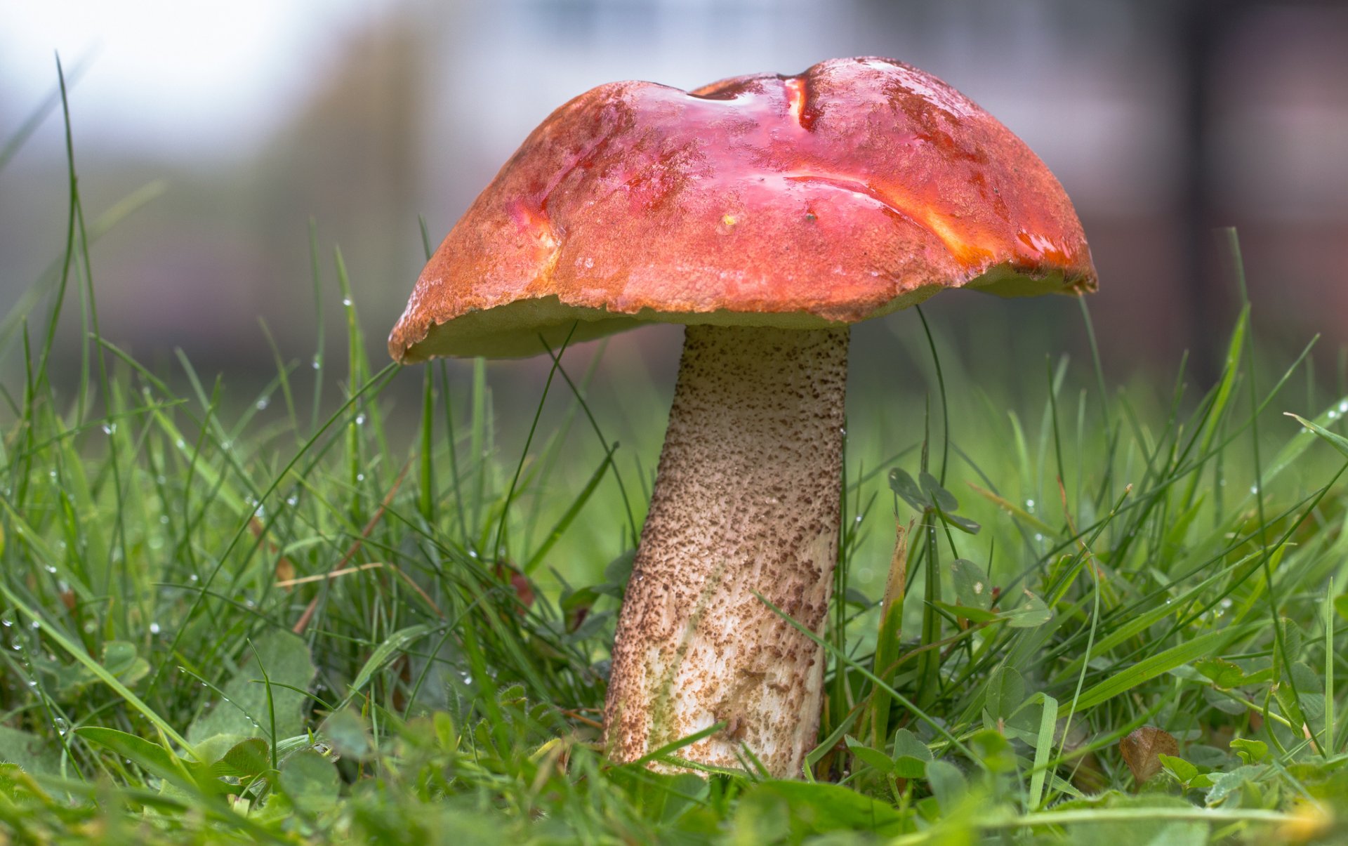 podosinovik rouge champignon forêt herbe nature