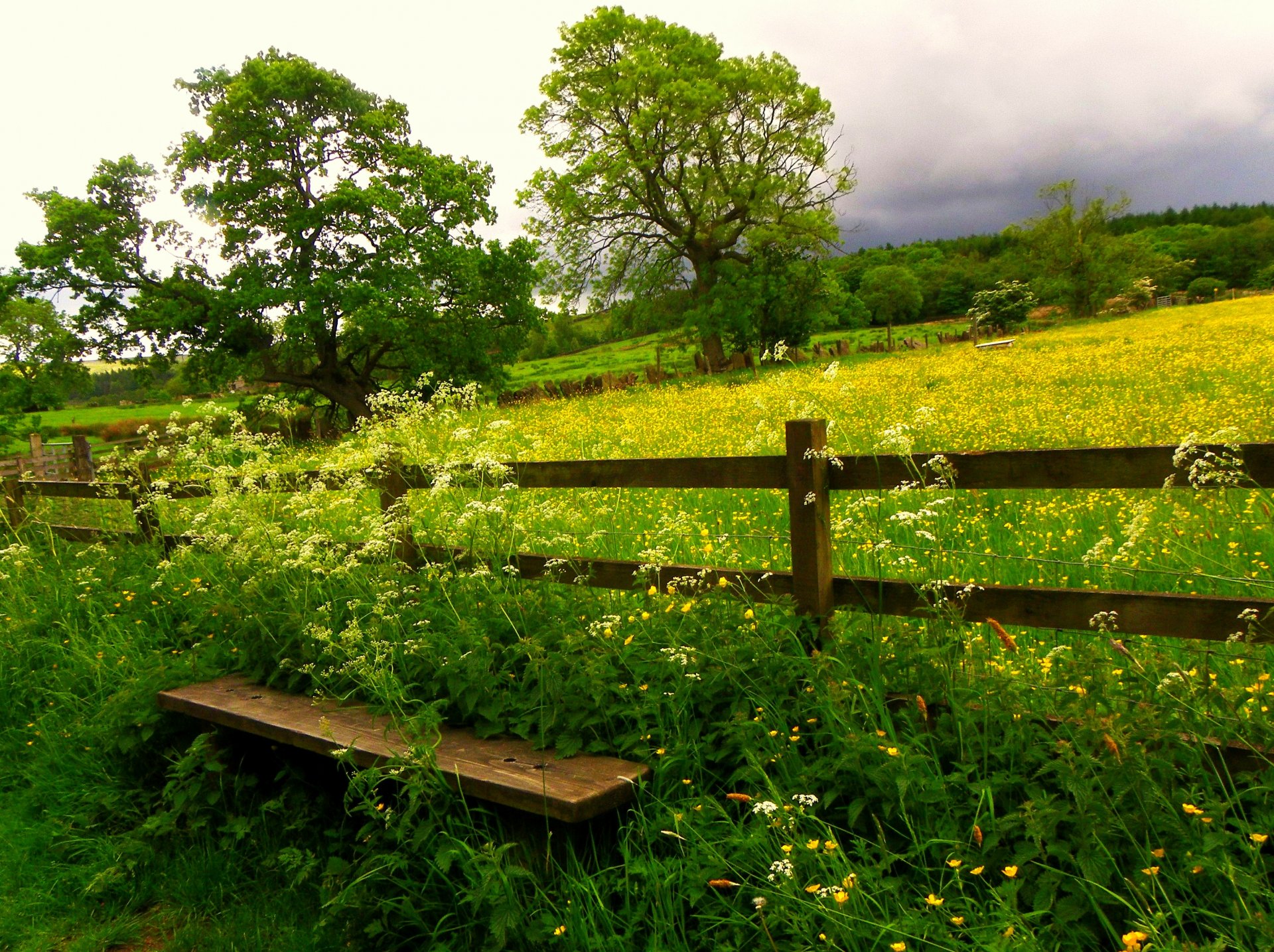 nature field stands flowers grass trees sky clouds bench