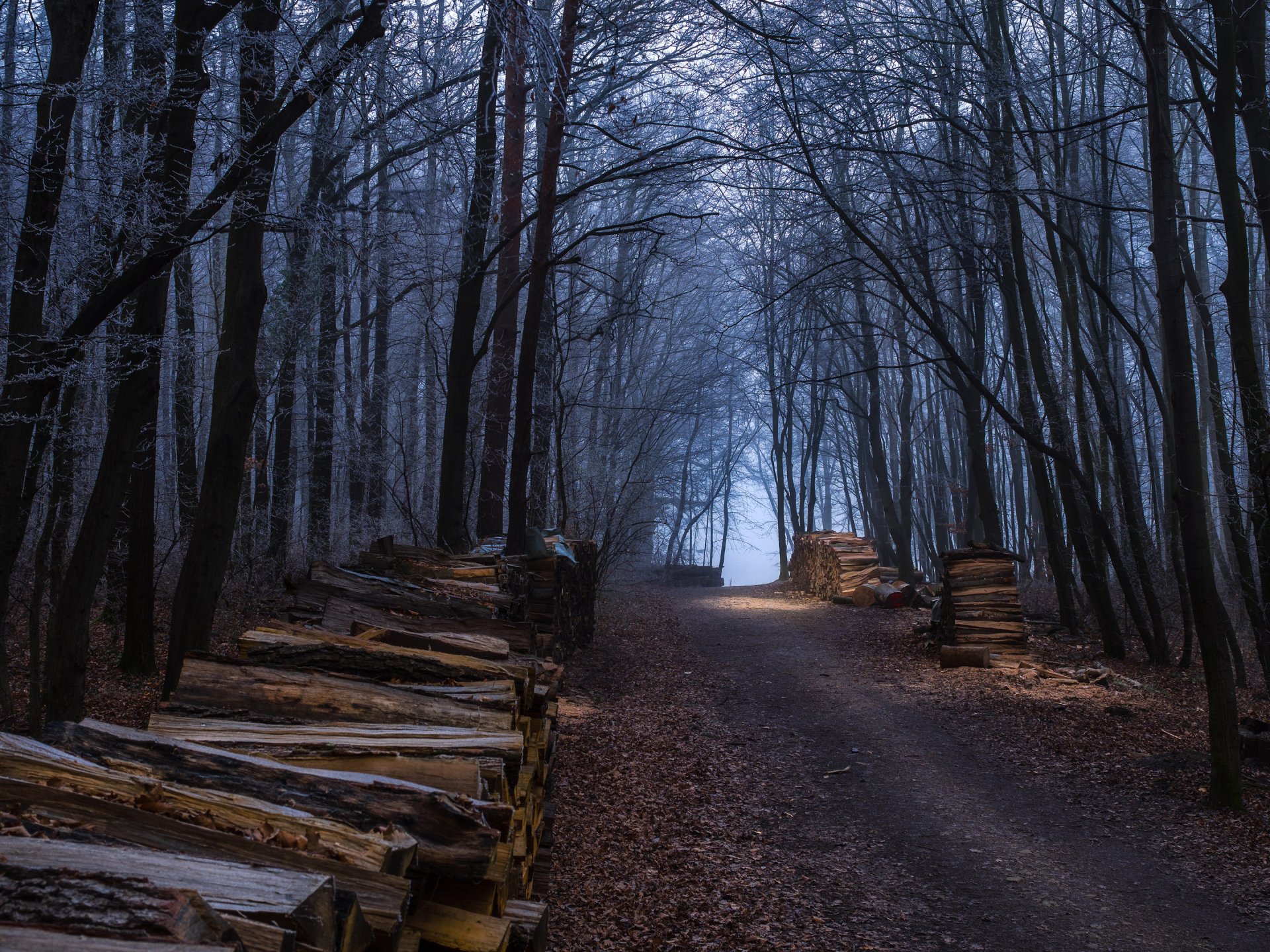 bosque árboles camino otoño leña troncos