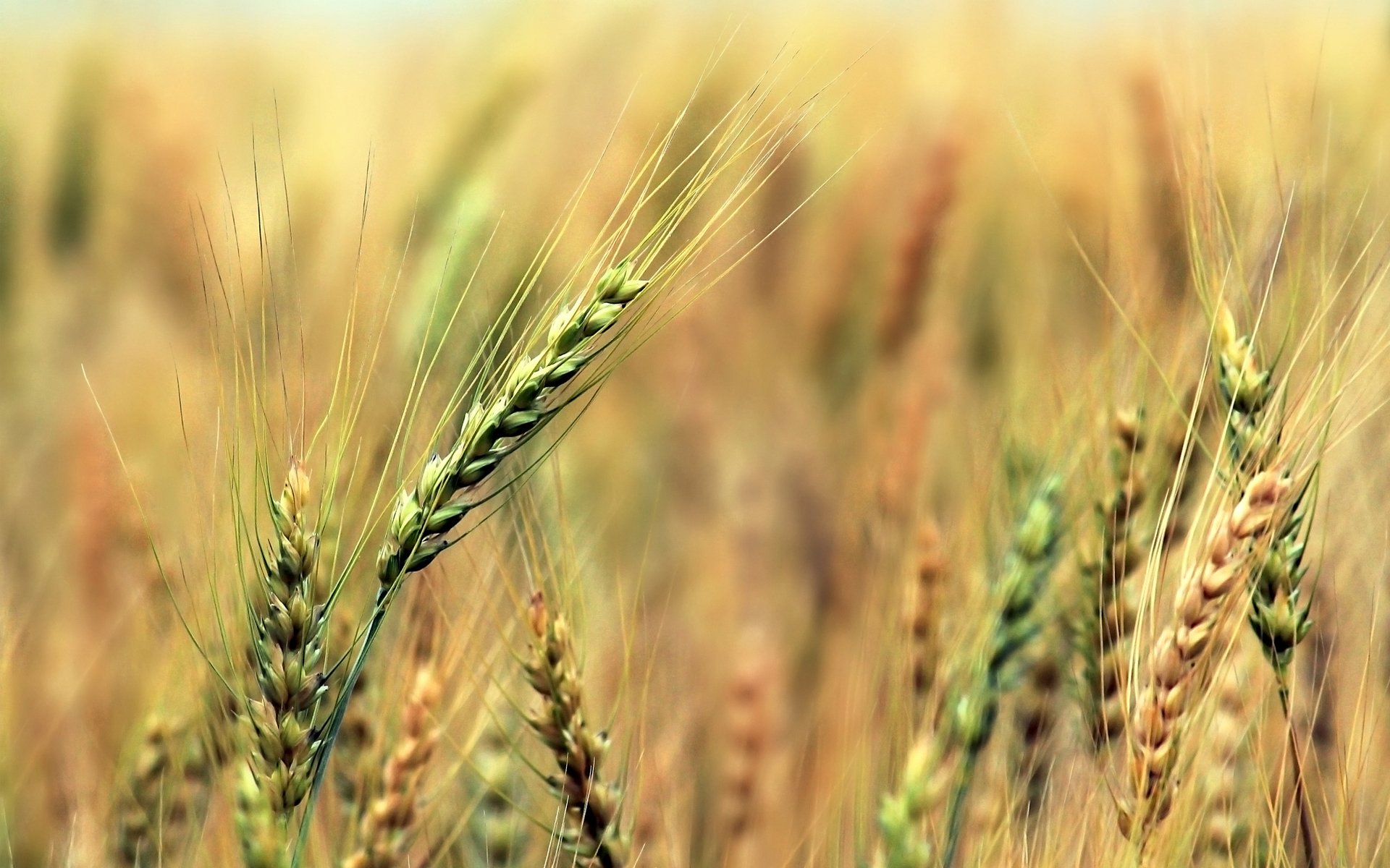 spighe segale cereali campo raccolto