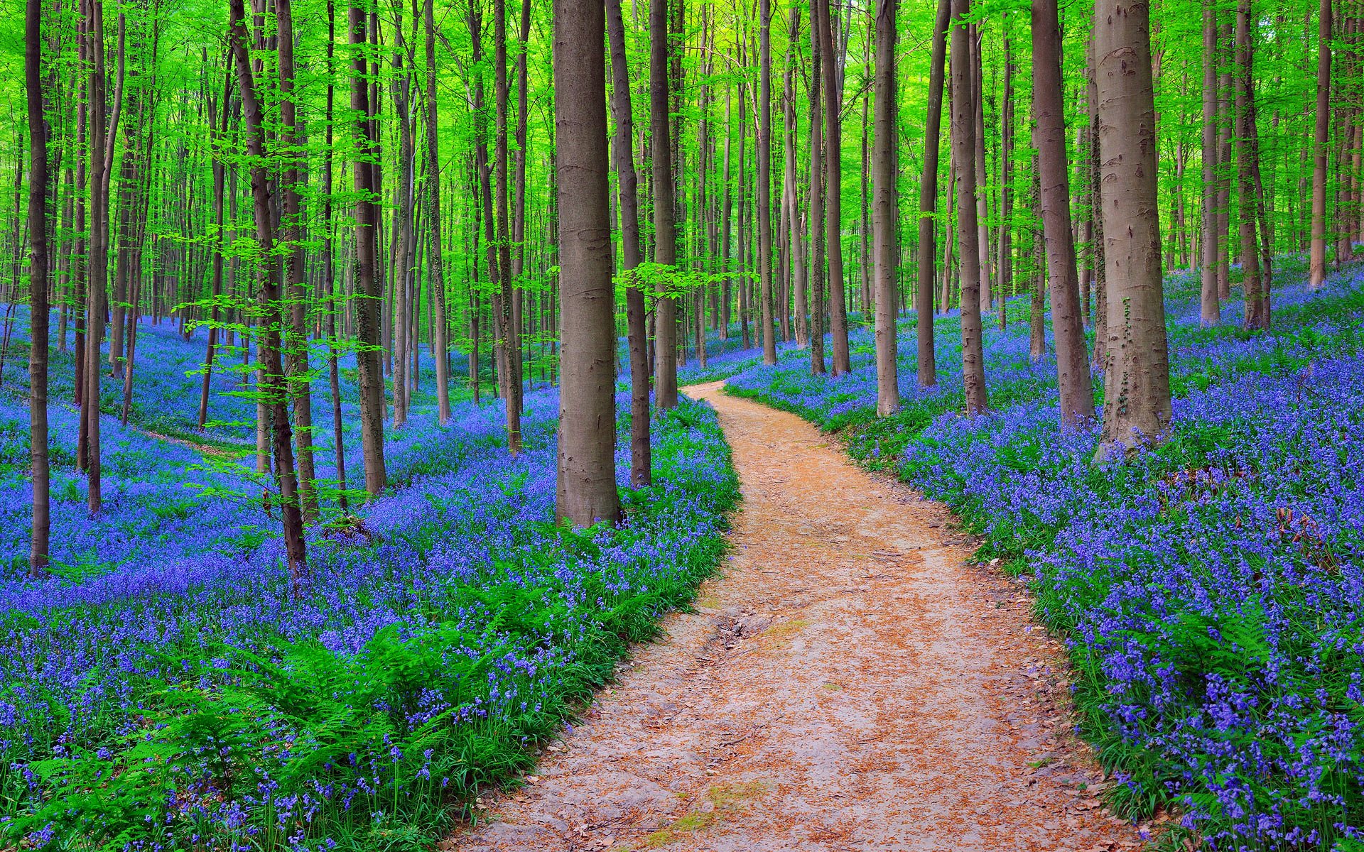 nature belgium forest bluebells in halle’s forest