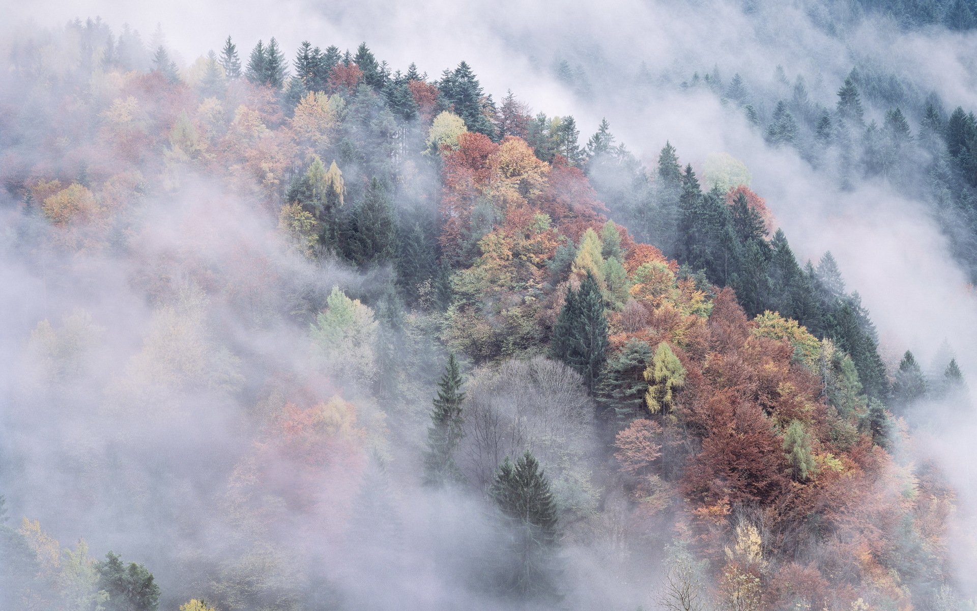 montagnes forêt automne brouillard