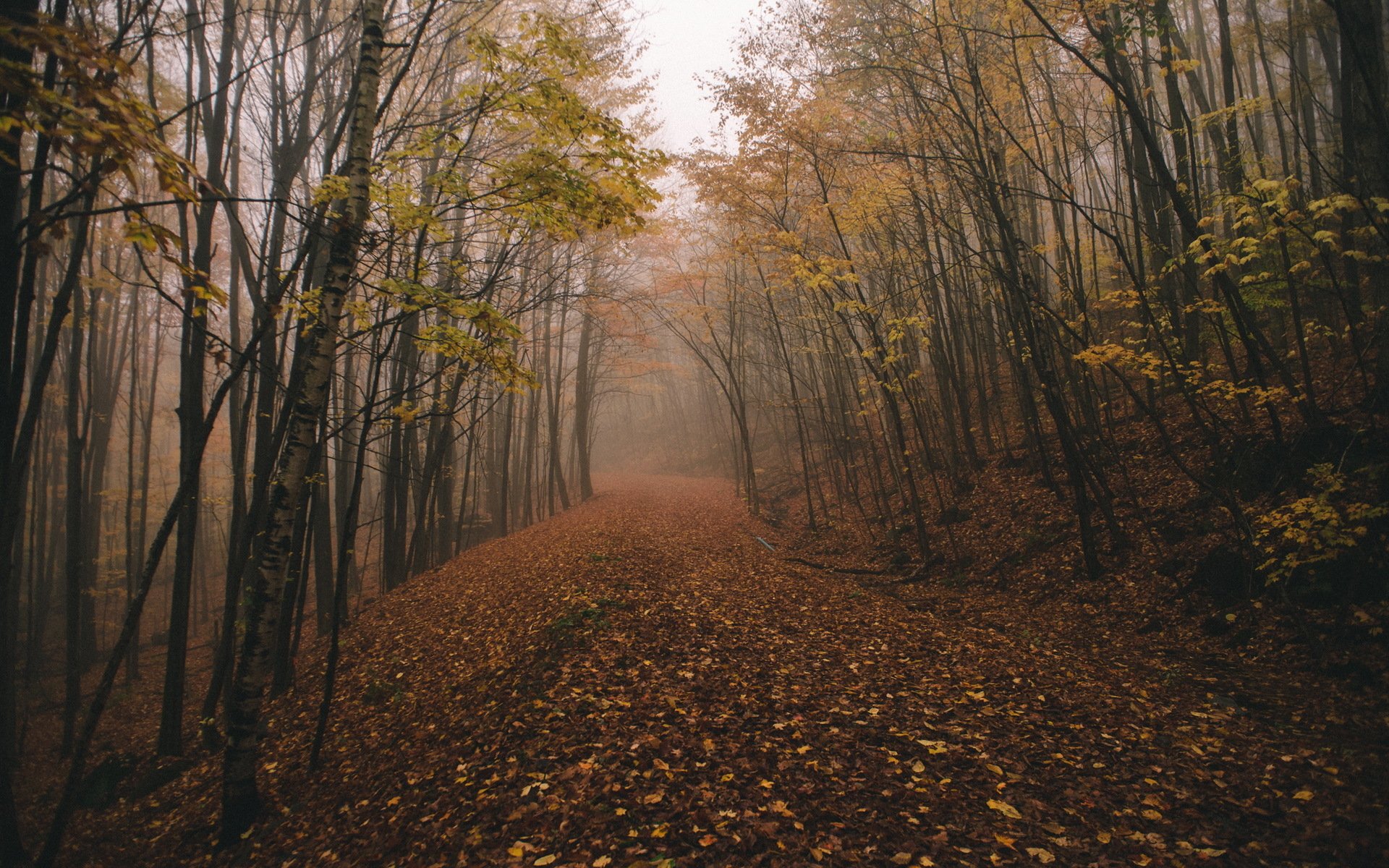 caduta foresta chasingfog