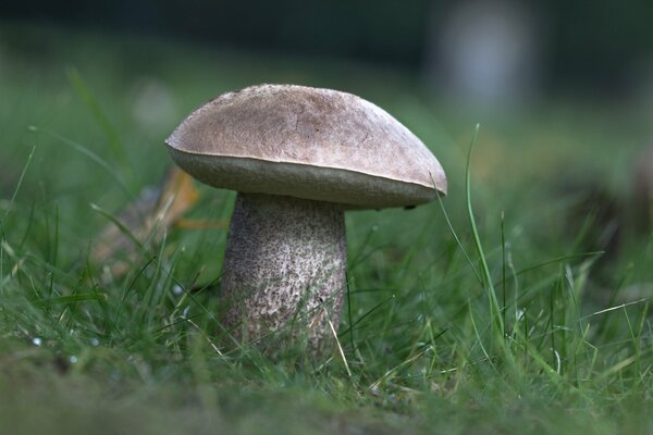 Champignon blanc sur fond d herbe verte