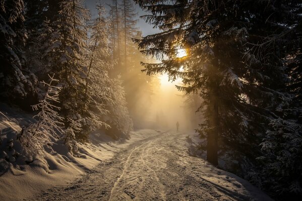 Puesta de sol helada en el bosque de abetos