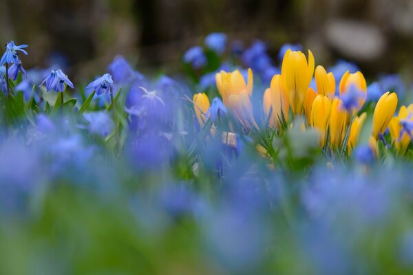 Gelbe und blaue Blumen auf verschwommenem Hintergrund