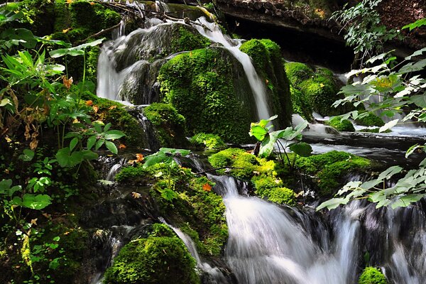 Cascade de pierre. Mousse verte et feuilles