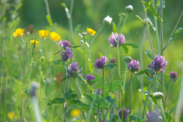 Heller Klee im grünen Feld