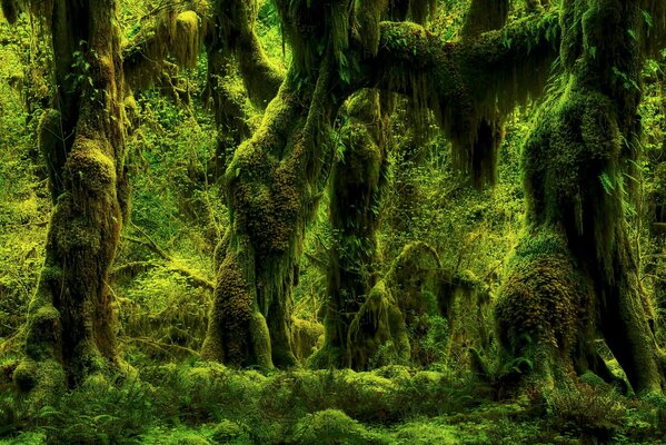 Alberi morti nascosti di forma