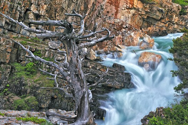 Una forte cascata tempestosa e un vecchio albero debole