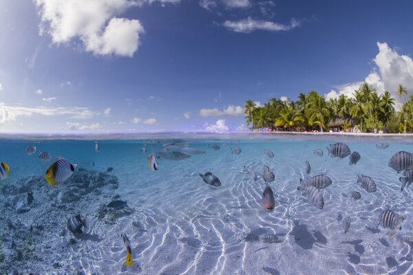 El mar transparente con sus habitantes