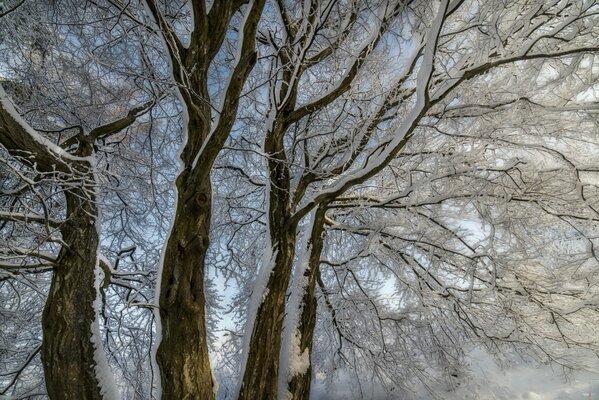 Rami di alberi nella neve su uno sfondo di cielo blu