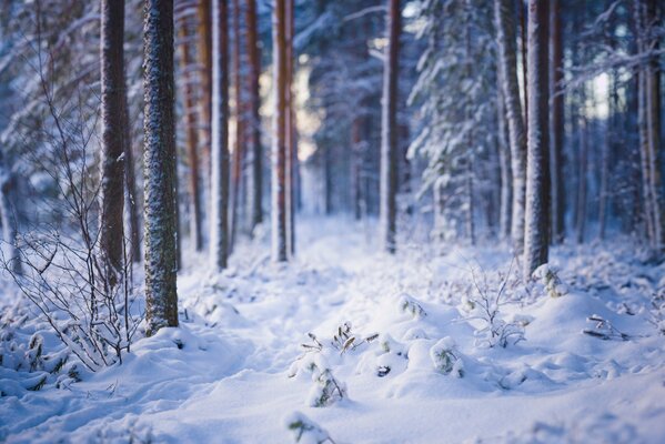 Snowy landscape of the winter forest