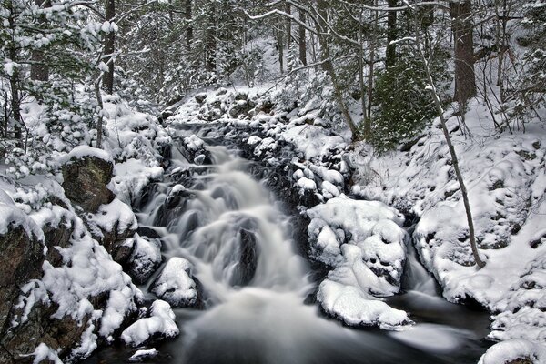 Rivière dans les congères dans la forêt