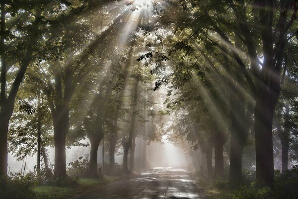 The sun s rays through the branches of trees