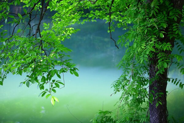 A green tree on a summer day