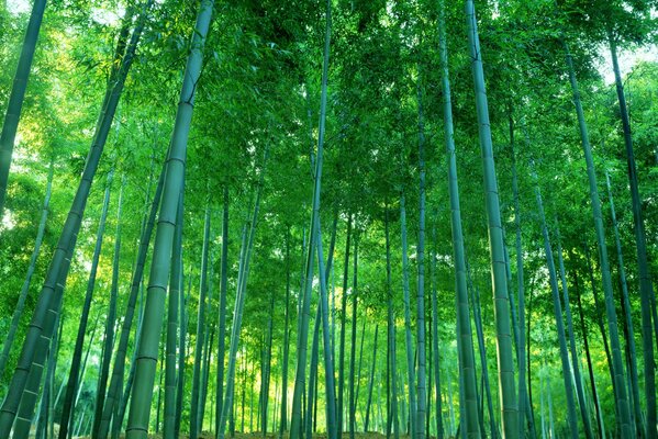 Thickets of bamboo grove