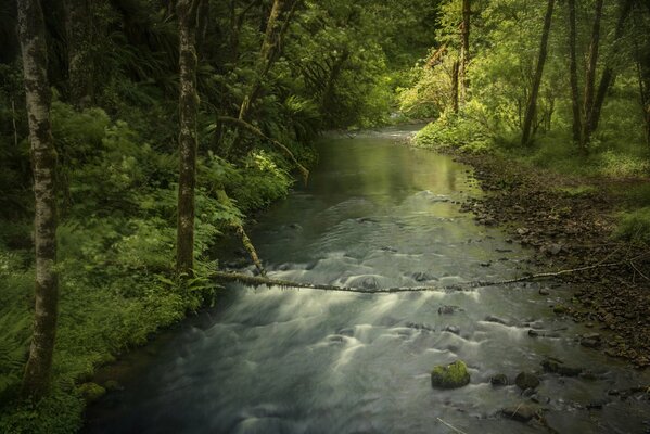 Une rivière coule au milieu de la forêt