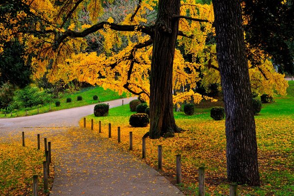 La beauté de la nature. Promenade dans le parc d automne