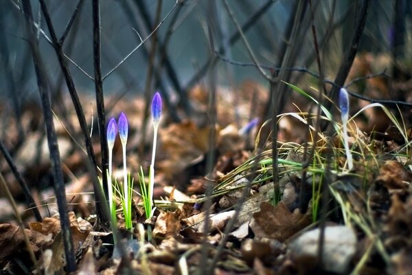 Florecen los prolijos en el bosque de primavera