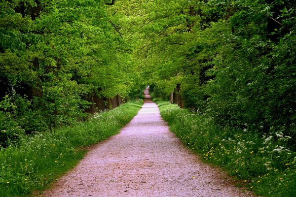 Forest trail. Summer forest