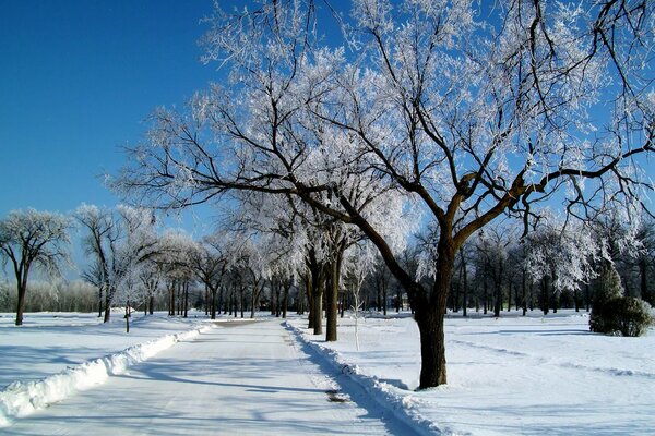 Winterlandschaft Straße zwischen schneebedeckten Bäumen