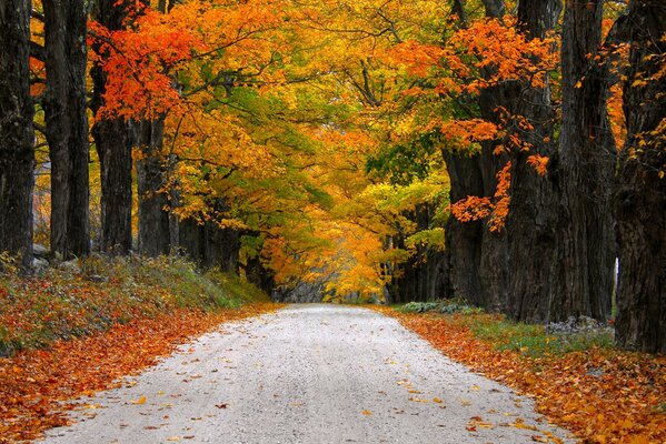 The road into the distance through the corridor of autumn leaves