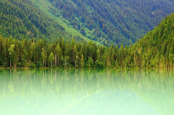 Alle Schattierungen von Grün am Bergsee