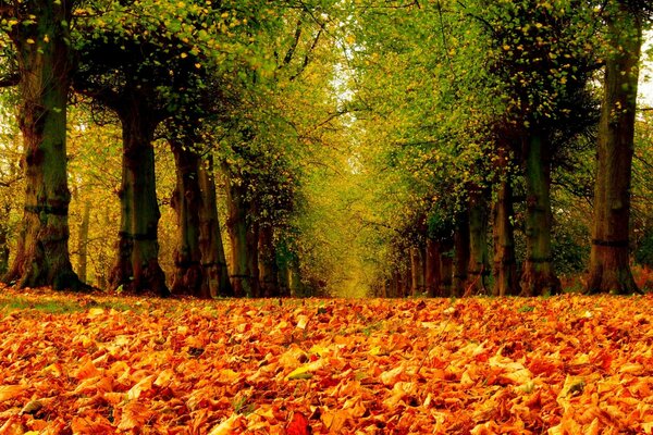 El camino en el parque. Camina por los coloridos lugares de otoño