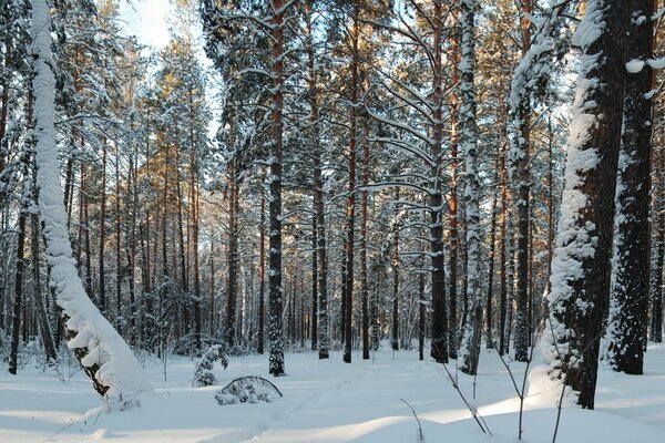 Photo de forêt d hiver dans la neige