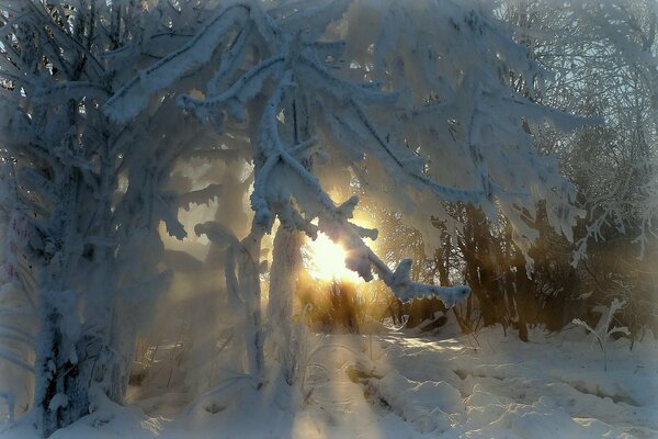 Winter beauty of trees in frost