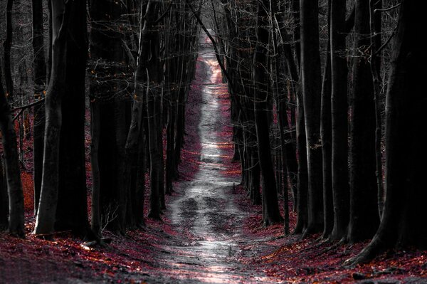 A road going through a forest with trees