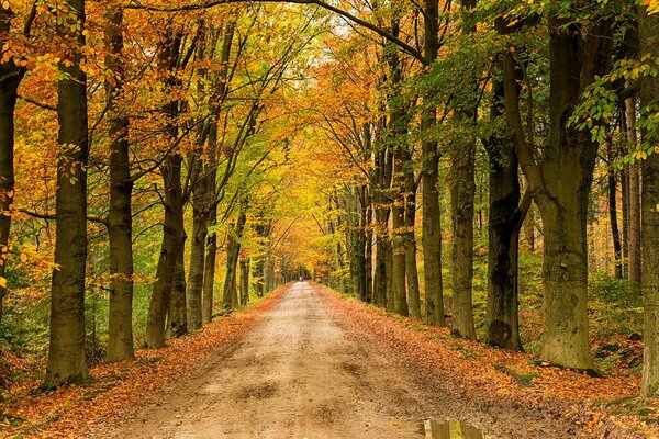 The road in the autumn park along the puddles