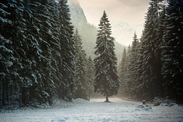 Paesaggio invernale della foresta in Austria