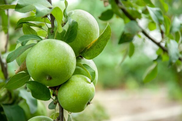 Green apples hanging on a branch