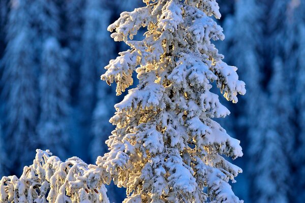 Abete coperto di neve bianca