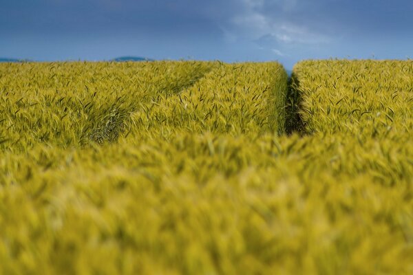 The summer field is only not cultivated. Oh turning blue in the distance