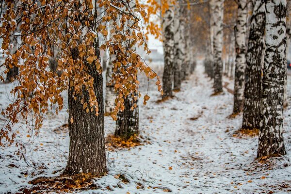 Freddo tardo autunno in città