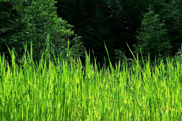 Bellissimo paesaggio verde estivo