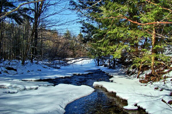 Fiume invernale nella foresta tra la neve