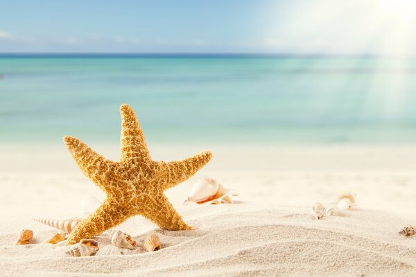 Stella marina sulla spiaggia di sabbia