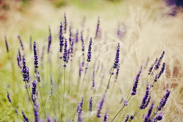 Fleurs de lavande bouchent